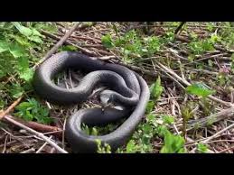 There are 4 species of venomous snakes in tennessee including the timber rattlesnake, copperhead, water moccasin, and the pigmy rattlesnake. Black Racer Snake Snakes Of Tennessee Youtube