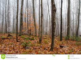 Naked Trees in Foggy Fall Forest II Stock Photo - Image of scary, trees:  11533834