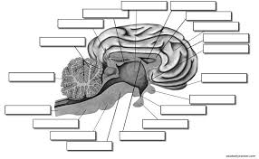 Pig Brain Dissection Worksheet The Biology Of Thought Livebinder Brain Anatomy Dissection Animal Science