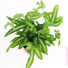 Image result for Pteris