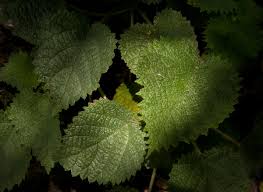 Image result for Obetia