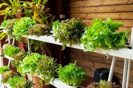 Because of how fast they grow, you'll probably end up with enough to give away. How To Grow An Indoor Garden Without Soil The Practical Planter