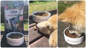 Bosch petfood hundetrockenfutter »mini junior«, 5 beutel á 1 kg. Bosch Hundefutter Im Praxistest Adult Und Junior