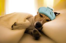 ᐉ video kak shenok zabavno dyorgaetsya vo sne ogorod dacha sad ru