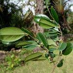 Image result for Cassipourea ndando