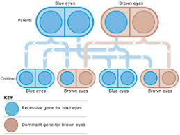 eye color genetics chart familyeducation