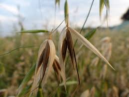 Image result for Avena sativa