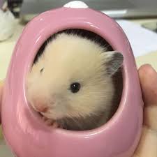 Maybe you would like to learn more about one of these? Baby Syrian Hamsters For Adoption Pet Supplies Homes Other Pet Accessories On Carousell