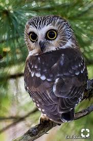 Bird With Big Eyes Pin On Birds Commonly Seen In My Area