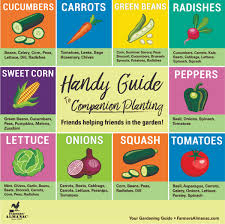 companion planting for top 10 veggies grown in us farmers