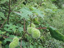 Image result for Girardinia