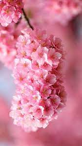 Flowers are uplifting, whether you look at them irl or in a photo. 900 Flower Pictures Ideas Beautiful Flowers Pretty Flowers Planting Flowers