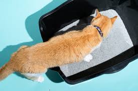 Many vets recommend that both male and female cats have an adolescent health examination and a blood profile prior to neutering and speying to ensure that they are in good health. The Best Cat Litter For 2021 Reviews By Wirecutter