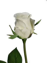 Meaning Of Flowers Meaning Of Flowers Rose Rose Bud Image Flower Meanings Rose Meaning