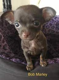 Maybe you would like to learn more about one of these? Adopt Bob Marley On Petfinder Paws Rescue Help Homeless Pets Pet Adoption