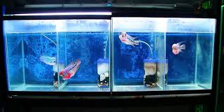 Ikan hias seperti ikan cupang atau ikan molly ataupun jenis ikan lainnya. Panduan Cara Merawat Ikan Louhan Agar Warnanya Bagus Pintarpet