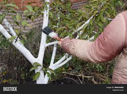 Mulch, during the growing season, should not be more than a few inches thick, but in the winter, a little extra doesn't hurt*. Gardener Preparing Image Photo Free Trial Bigstock