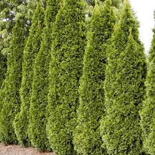 Prune down to ground level in the early spring, before flowering and budding. Buy Emerald Green Arborvitae Hedge For Sale Spring Hill Nurseries