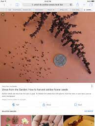 Astilbe Seeds Astilbe Flower Flower Seeds Seeds