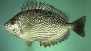 Karena memelihara ikan laut ini tidaklah mudah. Jenis Jenis Ikan Laut Yang Populer Untuk Dikonsumsi Kepogaul