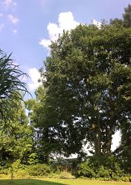 Mischen sie einfach im frühjahr eine portion davon in die obere erdschicht. Berg Ahorn Acer Pseudoplatanus
