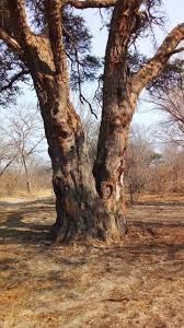 Image result for Triplochiton zambesiacus