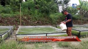Budidaya Ikan Lele Menggunakan Kolam Plastik Uv Youtube