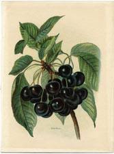 Check spelling or type a new query. Language Of Flowers 1900 Edition Open Library