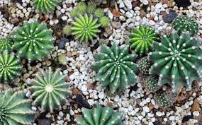 Tel est le sol que les. Echinopsis Culture Plantation Et Conseils D Entretien