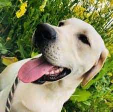 朝のお散歩 今日もニコニコ ロキを見てると優しい気持ちと笑顔を貰える ラブラドール labradorretriever 犬 大型犬 お散歩 菜の花 大型犬 犬 ラブラドール