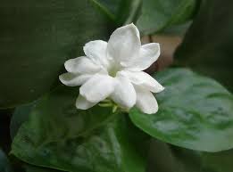 My First Bloomed Sampaguita In 2020 Sampaguita Jasmine Flower Bloom
