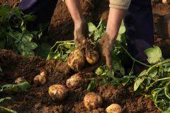 Diese kartoffeln haben schon eine festere schale und lassen sich bis zu drei monate lagern. Erntezeit Fur Kartoffeln Wann Kann Man Sie Ernten