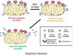 Image result for BCL2 Inhibitor