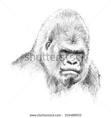 Gorilla Head Illustration Pencil Sketch Of Big Primate With Scowling Face Isolated On White Background Animal Sketches Gorilla Illustration Pencil Illustration