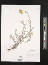 Image result for Pseudognaphalium luteo-album