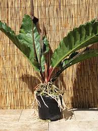 Pin On Anthuriums