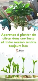 Apprenez A Planter Du Citron Dans Une Tasse Et Votre Maison Sentira Toujours Bon Little Garden Garden Online Diy Garden