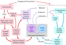 Ich möcht hier einen privaten gesellschaftspolitischen blog in klagenfurt/kärnten umsetzen mit dem fokus auf politik. eingestellt von martin rutter um 13:07 1 kommentar The Obesity Epidemic In The Face Of Homeostatic Body Weight Regulation What Went Wrong And How Can It Be Fixed Sciencedirect
