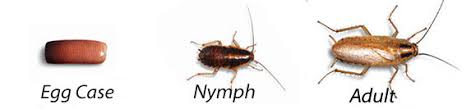 German Cockroach Control Get Rid Of German Roaches