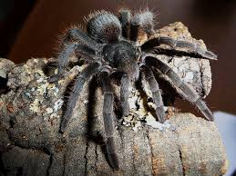 Image result for Aphanocalyx trapnellii