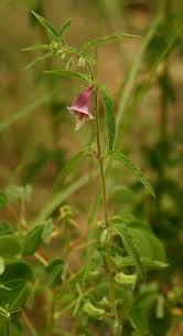 Image result for Ceratotheca sesamoides