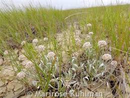 Image result for Eriosema pauciflorum