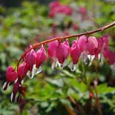 Wildflowers that are perennials automatically come back every year because the same plant comes back. Season By Season Guide To Perennial Flowers Costa Farms