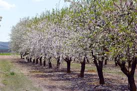 ‫درخت بادام؛ همه چیز از کاشت تا برداشت - بنیفر شاپ‬‎