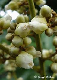 Image result for Deinbollia