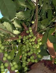 Image result for Ficus ottoniifolia