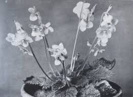 Maybe you would like to learn more about one of these? All About African Violets By Montague Free A Distributed Proofreaders Canada Ebook