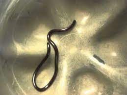 Pin En Snakes