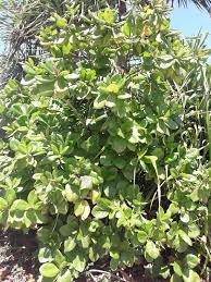 Image result for Guettarda