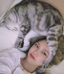 Salah satunya adalah gambar kucing anggora lucu imut, gambar kucing lucu dan imut banget meski separuhnya editan, tapi gambar kucing lucu galau dan imut yang seolah sedang terbang ini. 100 Gambar Kucing Lucu Galau Dan Imut Menggemaskan 2021